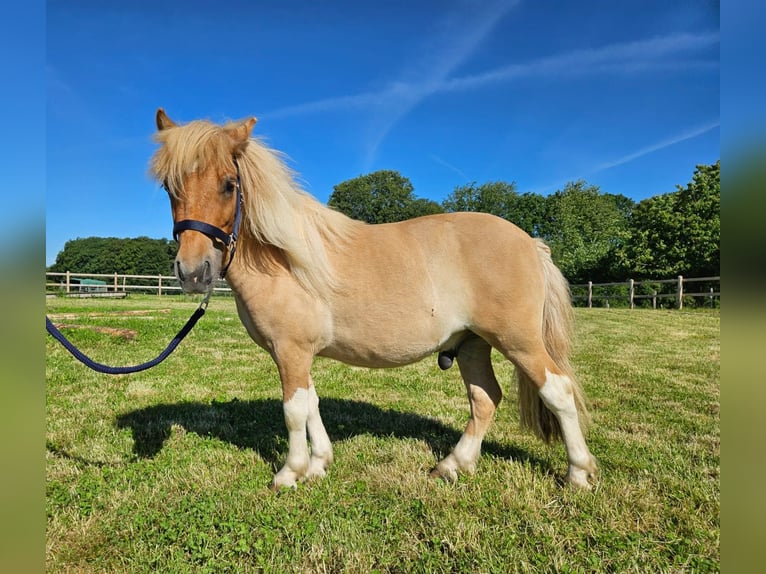 Shetland Ponys Ruin 2 Jaar 102 cm Gevlekt-paard in Linkenbach