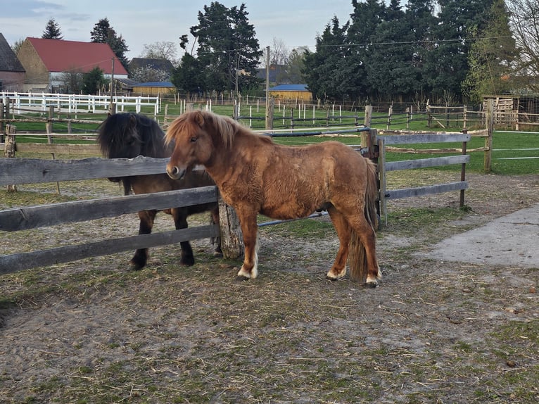 Shetland Ponys Ruin 2 Jaar 111 cm Red Dun in Woltersdorf