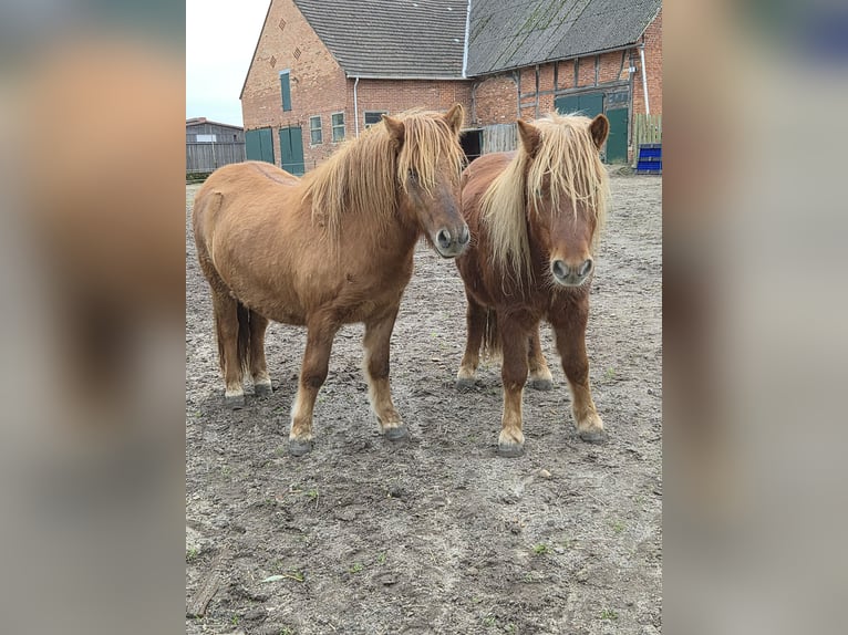 Shetland Ponys Ruin 2 Jaar 111 cm Red Dun in Woltersdorf
