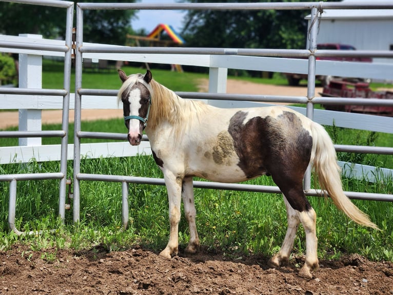 Shetland Ponys Ruin 2 Jaar 112 cm Gevlekt-paard in Prior Lake