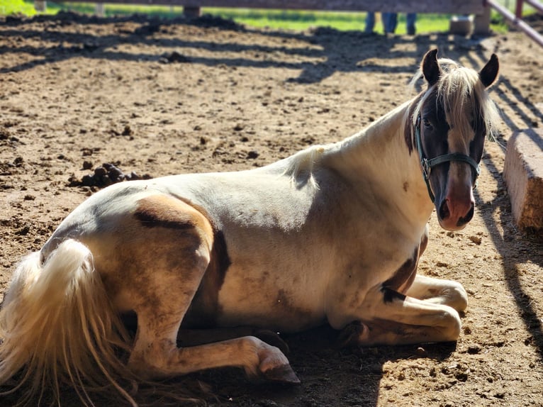 Shetland Ponys Ruin 2 Jaar 112 cm Gevlekt-paard in Prior Lake