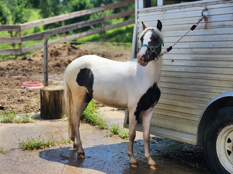 Shetland Ponys Ruin 2 Jaar 112 cm Gevlekt-paard in Prior Lake