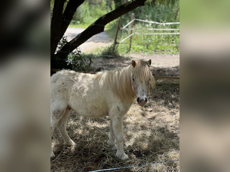 Shetland Ponys Ruin 2 Jaar 120 cm Wit in Grimaud