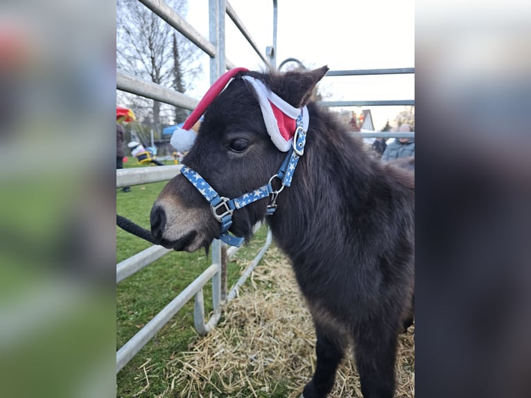 Shetland Ponys Ruin 2 Jaar 80 cm Donkerbruin in Thierhaupten