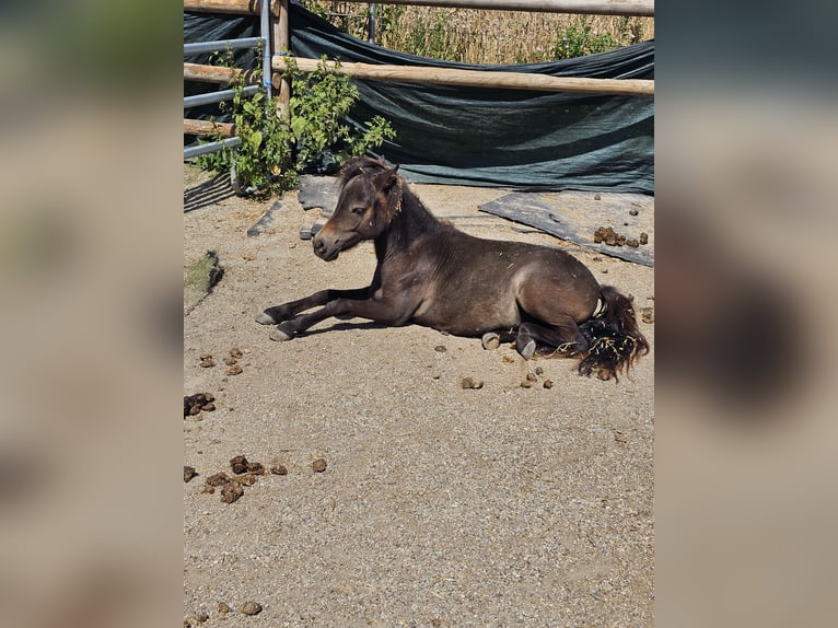 Shetland Ponys Ruin 2 Jaar 80 cm Donkerbruin in Thierhaupten