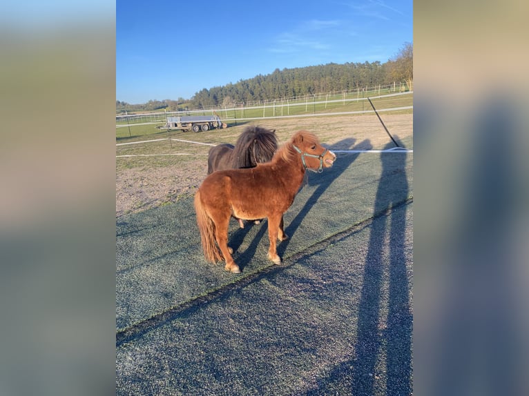 Shetland Ponys Ruin 2 Jaar 80 cm Roodvos in Wollbach