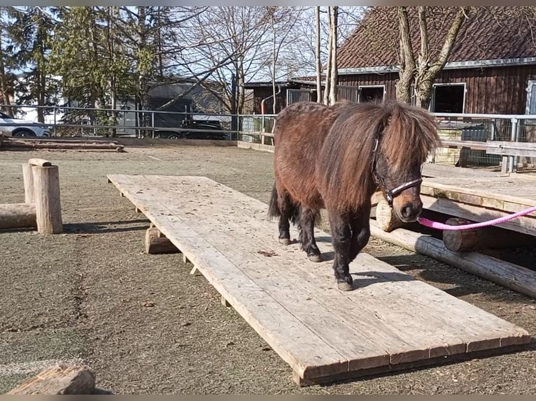 Shetland Ponys Ruin 2 Jaar 83 cm Donkerbruin in Abtsgmünd