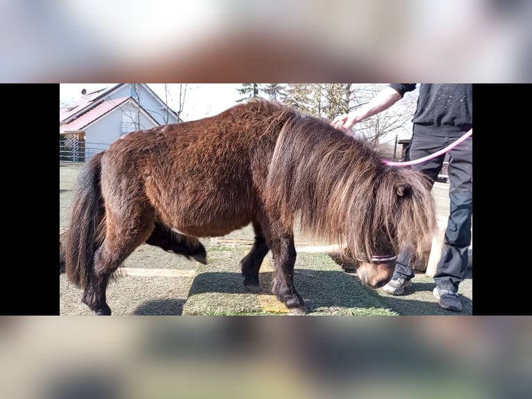 Shetland Ponys Ruin 2 Jaar 83 cm Donkerbruin in Abtsgmünd