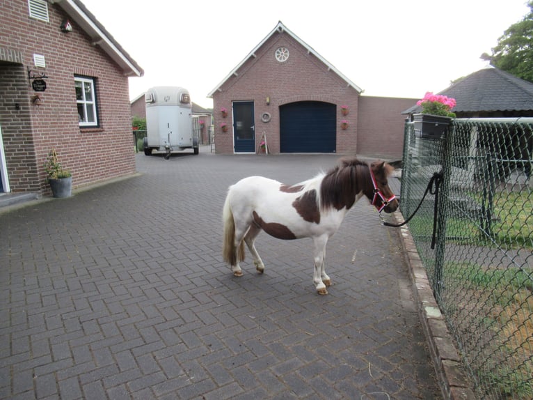 Shetland Ponys Ruin 2 Jaar 92 cm Gevlekt-paard in Neerkant