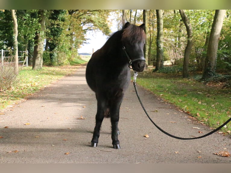 Shetland Ponys Ruin 2 Jaar 95 cm Zwart in Recke, bei Osnabrück