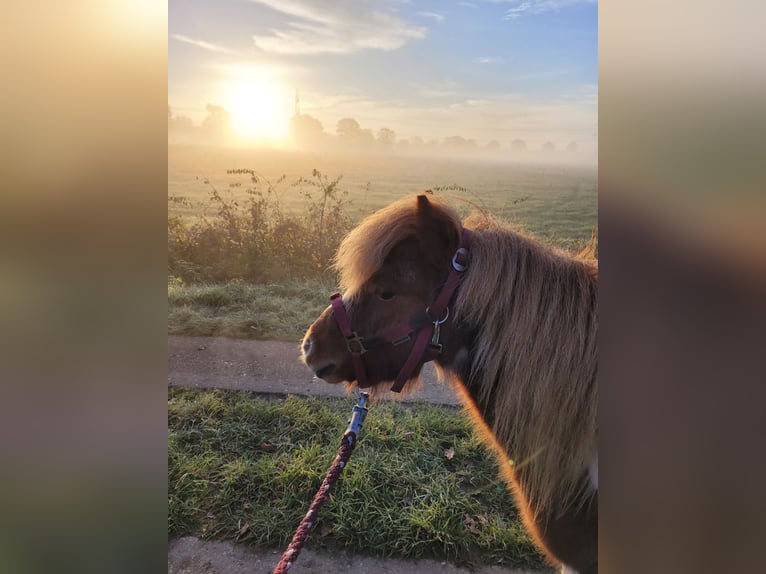 Shetland Ponys Ruin 2 Jaar Gevlekt-paard in Itzehoe