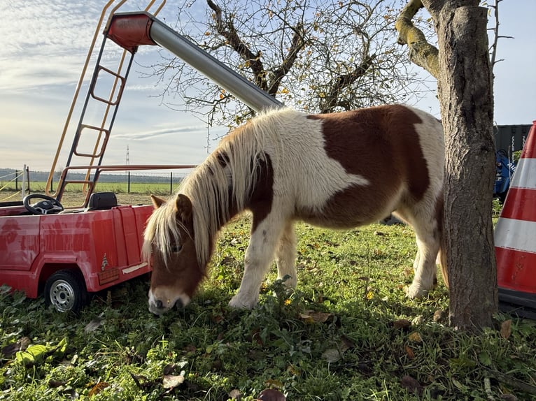 Shetland Ponys Ruin 2 Jaar Vos in Schwanebeck