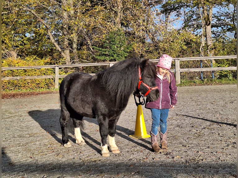 Shetland Ponys Ruin 3 Jaar 100 cm Zwart in Argenbühl