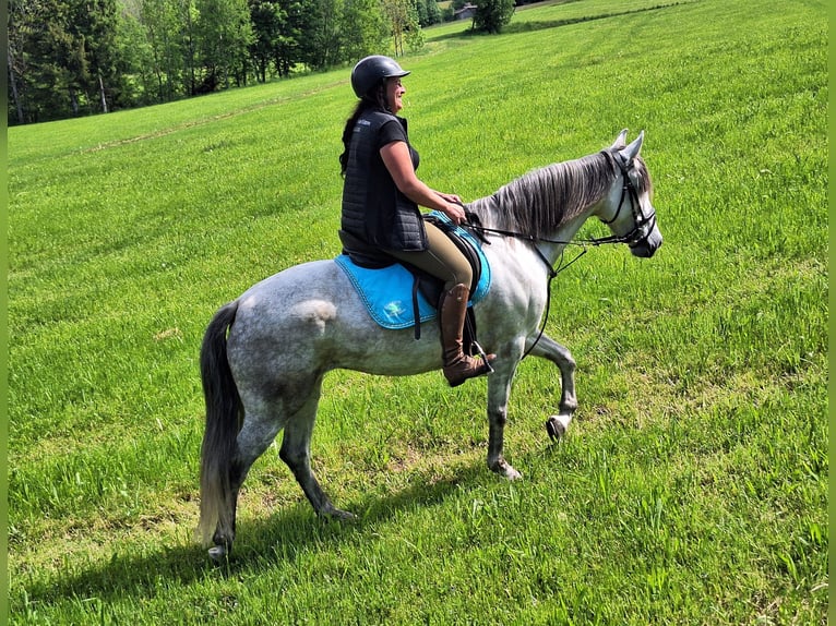 Shetland Ponys Ruin 3 Jaar 105 cm Zwart in Argenbühl