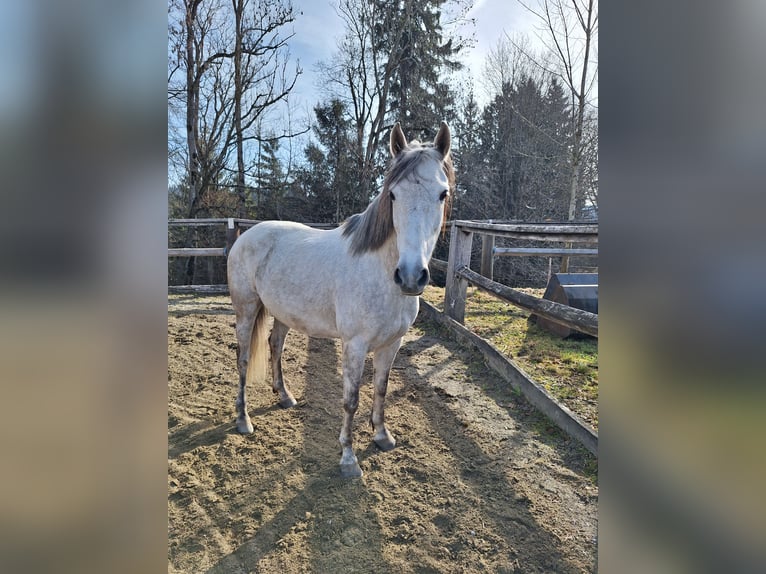 Shetland Ponys Ruin 3 Jaar 105 cm Zwart in Argenbühl