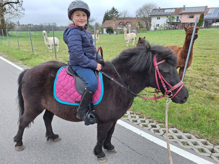 Shetland Ponys Ruin 3 Jaar 105 cm Zwart in Argenbühl