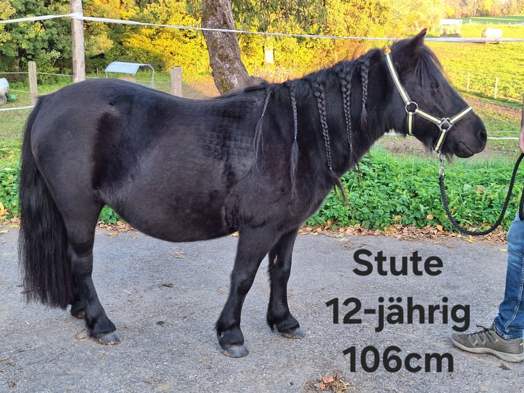 Shetland Ponys Ruin 3 Jaar 111 cm Zwart in Argenb&#xFC;hl