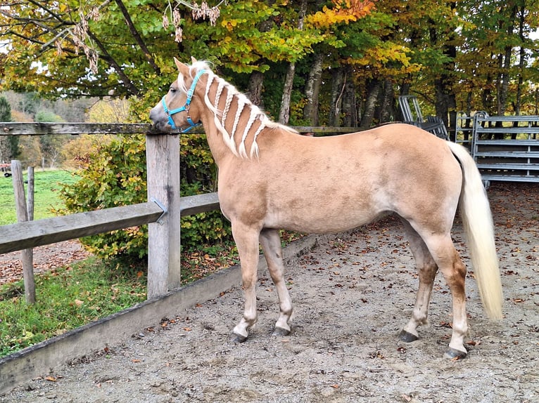 Shetland Ponys Ruin 3 Jaar 111 cm Zwart in Argenb&#xFC;hl