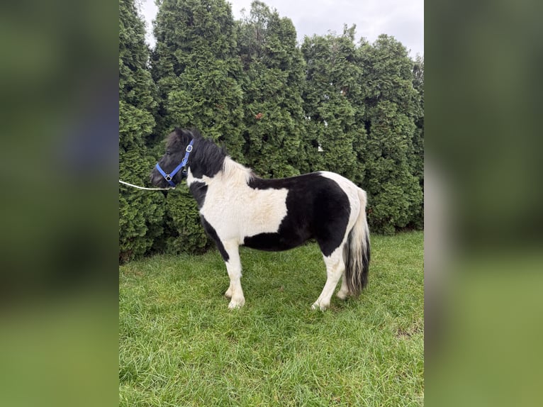Shetland Ponys Ruin 3 Jaar 112 cm Gevlekt-paard in Rawicz