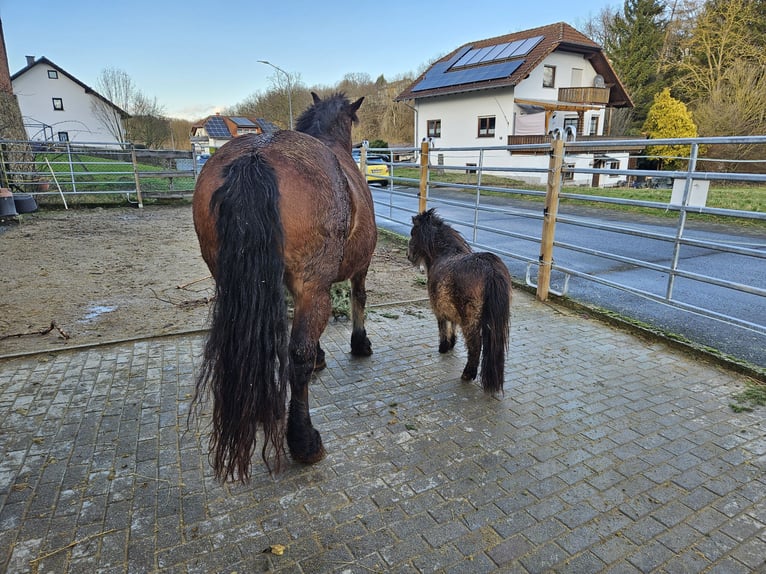 Shetland Ponys Ruin 3 Jaar 85 cm Falbe in Schöffengrund