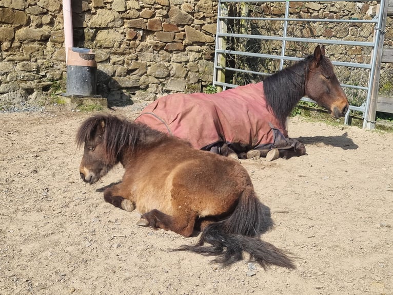 Shetland Ponys Ruin 3 Jaar 85 cm Falbe in Schöffengrund