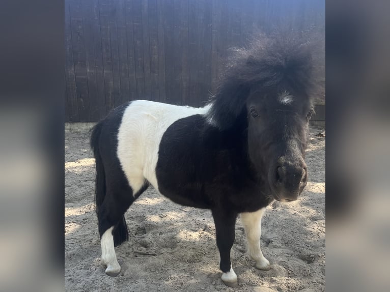 Shetland Ponys Ruin 3 Jaar 85 cm Gevlekt-paard in Lüdinghausen