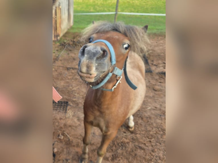 Shetland Ponys Ruin 3 Jaar 92 cm Roodbruin in Frankenberg (Eder)