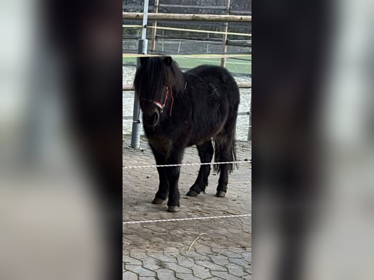 Shetland Ponys Ruin 3 Jaar 92 cm Zwart in Grafschaft