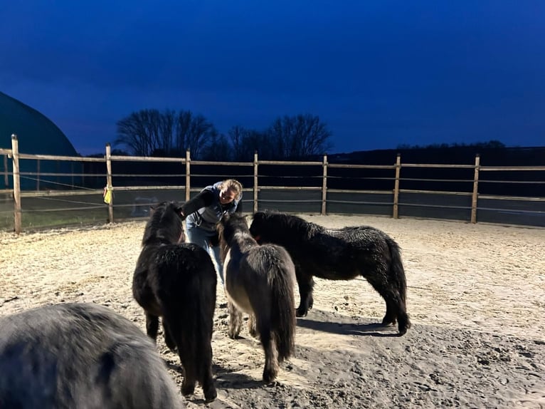 Shetland Ponys Ruin 3 Jaar 92 cm Zwart in Grafschaft