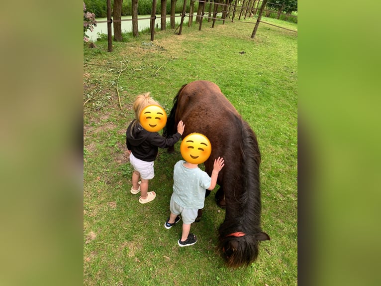 Shetland Ponys Ruin 3 Jaar 95 cm Bruin in Streefkerk