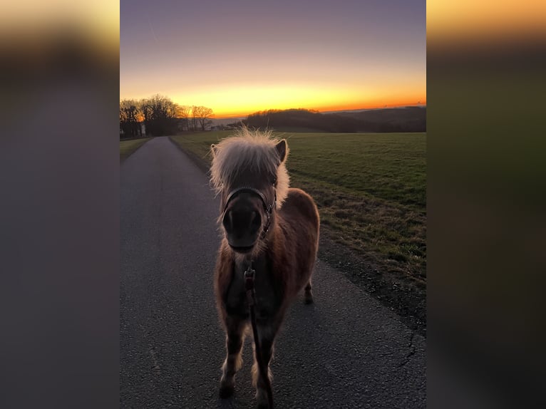 Shetland Ponys Ruin 3 Jaar 98 cm  in Lindlar