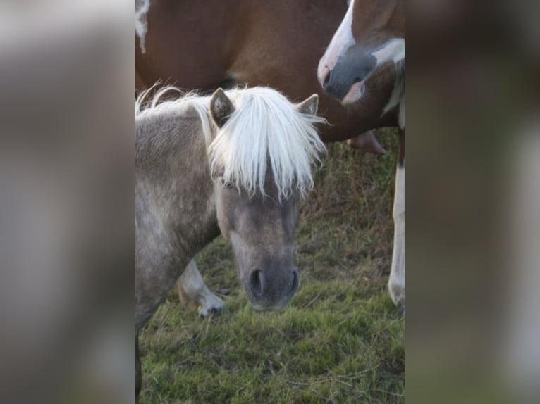 Shetland Ponys Ruin 3 Jaar 98 cm  in Lindlar