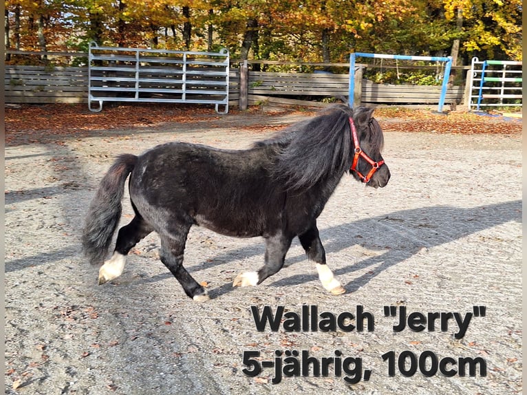 Shetland Ponys Ruin 4 Jaar 100 cm Zwart in Argenbühl