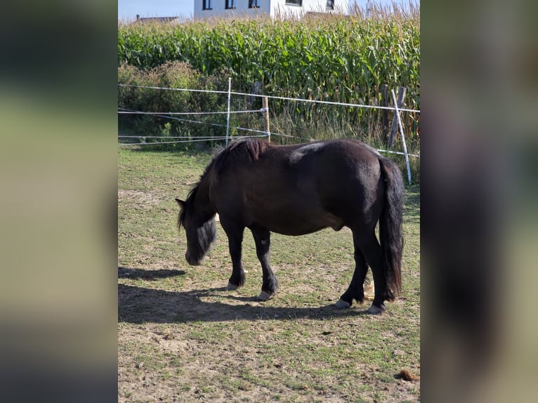 Shetland Ponys Ruin 4 Jaar 106 cm Zwart in H&#xFC;ckelhoven
