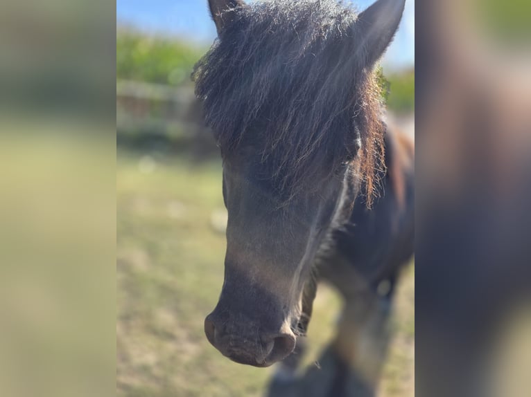 Shetland Ponys Ruin 4 Jaar 106 cm Zwart in H&#xFC;ckelhoven