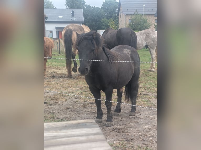 Shetland Ponys Ruin 4 Jaar 106 cm Zwart in H&#xFC;ckelhoven