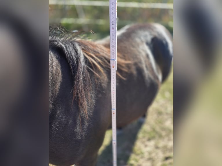 Shetland Ponys Ruin 4 Jaar 106 cm Zwart in H&#xFC;ckelhoven