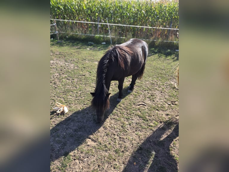 Shetland Ponys Ruin 4 Jaar 106 cm Zwart in H&#xFC;ckelhoven