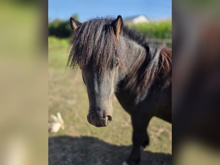 Shetland Ponys Ruin 4 Jaar 106 cm Zwart in H&#xFC;ckelhoven