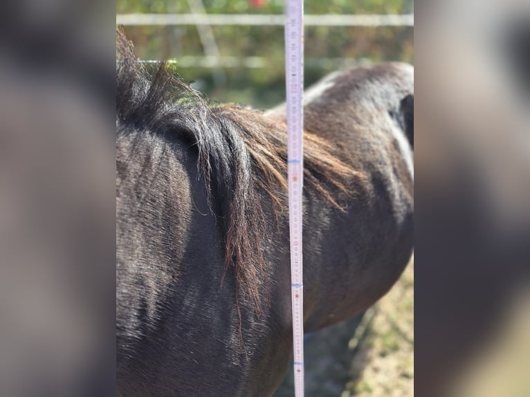 Shetland Ponys Ruin 4 Jaar 106 cm Zwart in H&#xFC;ckelhoven