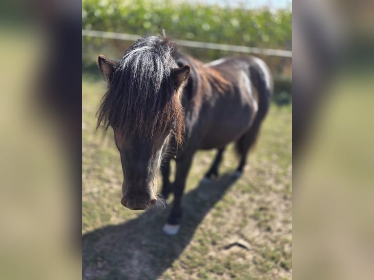 Shetland Ponys Ruin 4 Jaar 106 cm Zwart in H&#xFC;ckelhoven