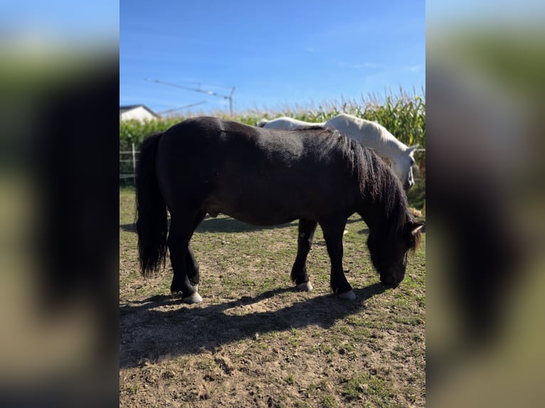 Shetland Ponys Ruin 4 Jaar 106 cm Zwart in H&#xFC;ckelhoven