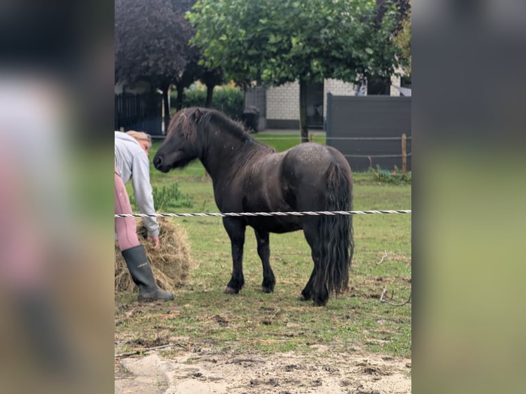 Shetland Ponys Ruin 4 Jaar 106 cm Zwart in H&#xFC;ckelhoven