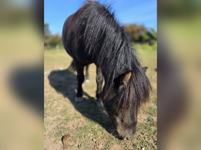 Shetland Ponys Ruin 4 Jaar 106 cm Zwart in H&#xFC;ckelhoven