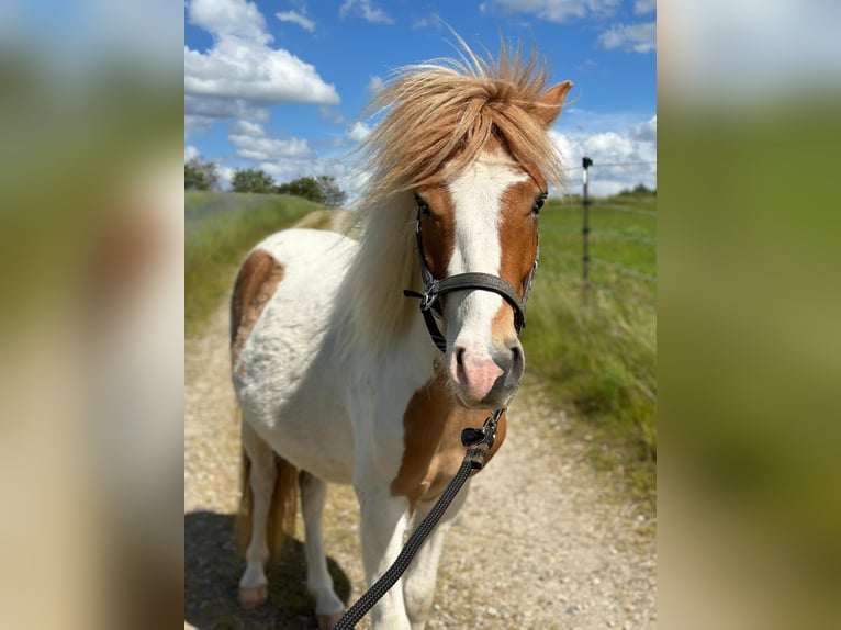 Shetland Ponys Ruin 4 Jaar 110 cm Gevlekt-paard in Wurzbach