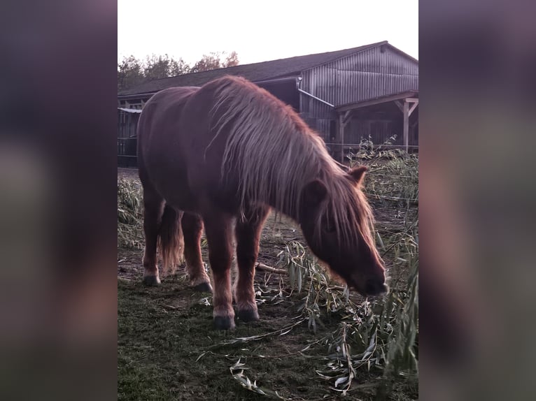 Shetland Ponys Ruin 4 Jaar 112 cm Vos in Woltersdorf