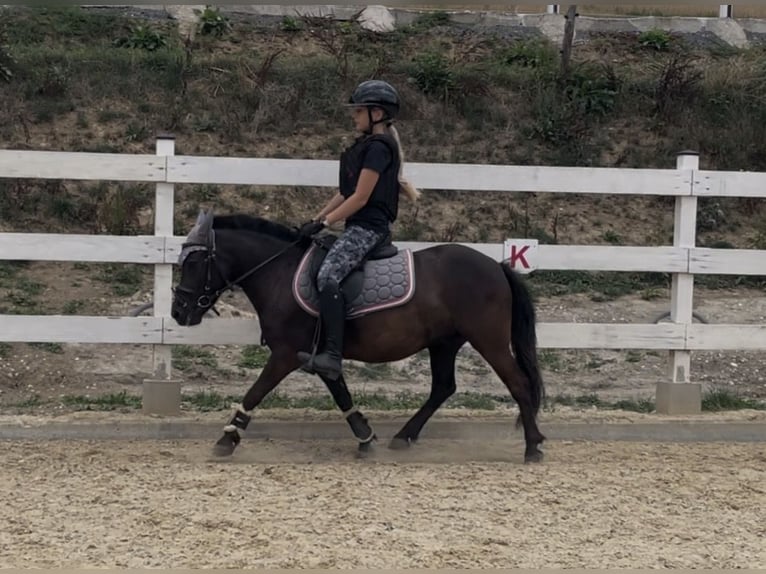 Shetland Ponys Mix Ruin 4 Jaar 120 cm Zwart in St. Oswald