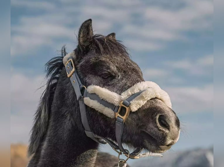 Shetland Ponys Mix Ruin 4 Jaar 128 cm Gevlekt-paard in St Wolfgang