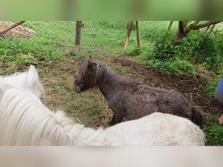 Shetland Ponys Ruin 4 Jaar 78 cm Appaloosa in Oberehe