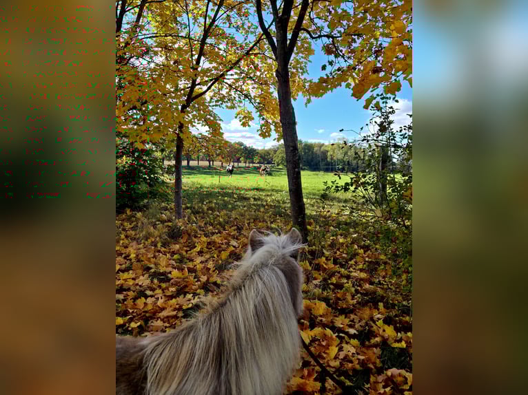 Shetland Ponys Ruin 4 Jaar 82 cm Falbe in D&#xF6;llen